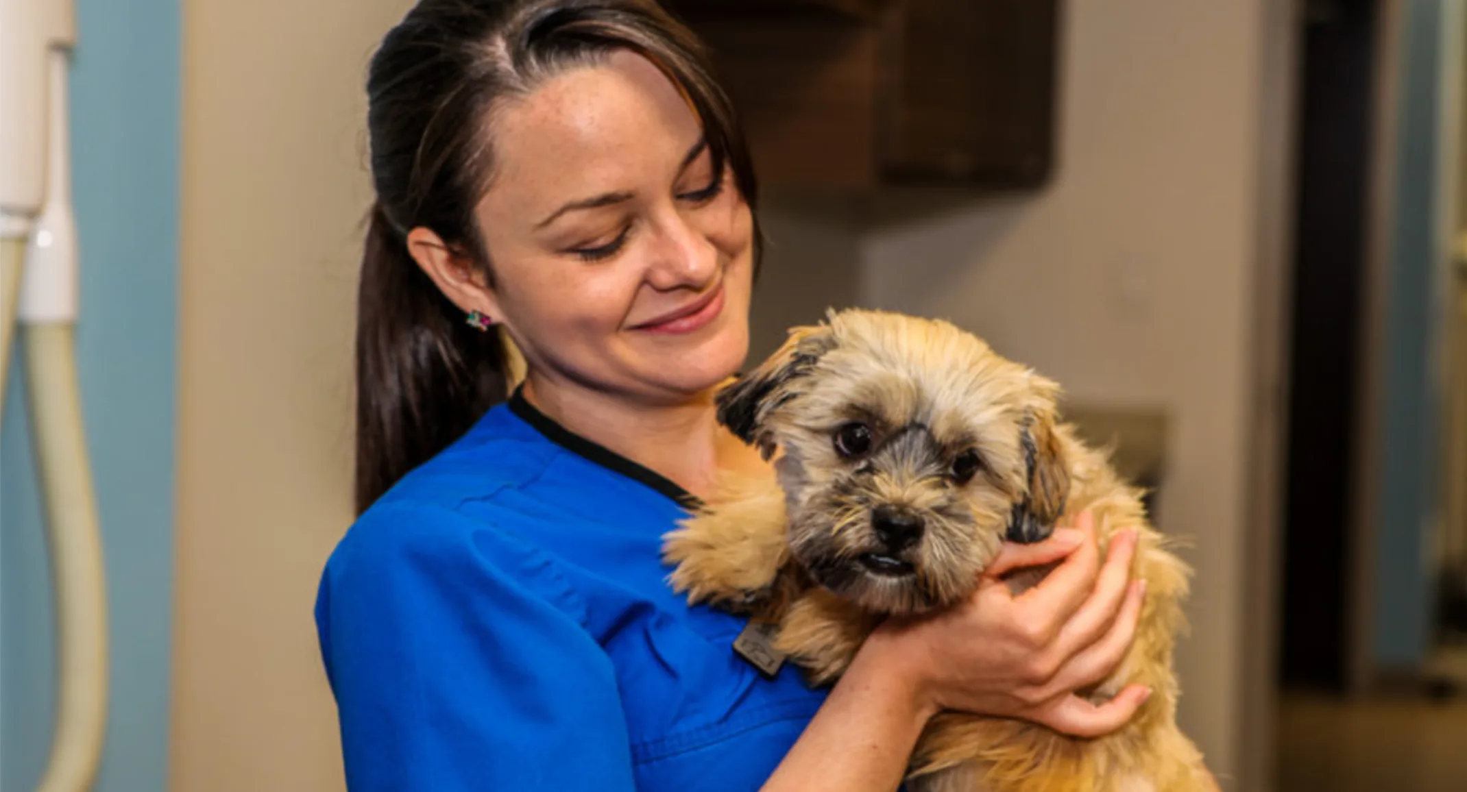 Veterinarian Holding a Small Brown Dog at Islington Village Animal Hospital